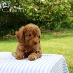 Indigo, Mini Goldendoodle Puppy